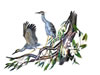 Ivy Ridge Studio: Yellow Crown Night Herons