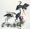 Ivy Ridge Studio: Blue Heron with Water Lillies